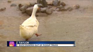 Duck being cared for after getting dumped out of truck window in Taylor