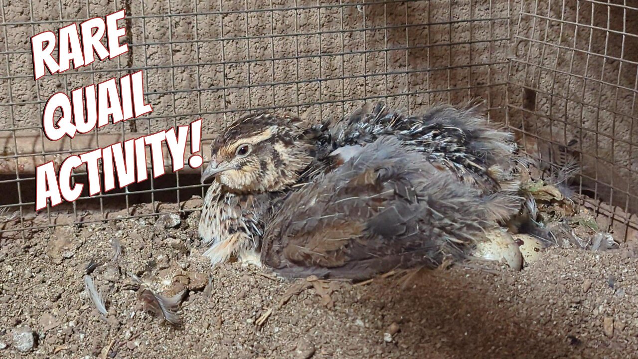 RARE Broody Coturnix Quail!