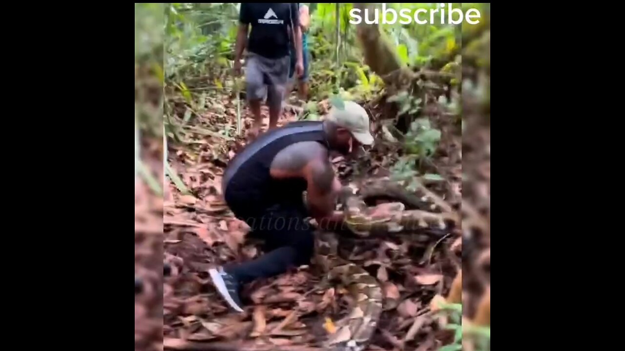 😳 heart bounding moment man captured python bare hands 🤭