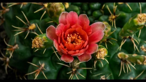 4K Timelapse flowers