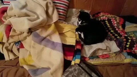 Our Cats On The Road