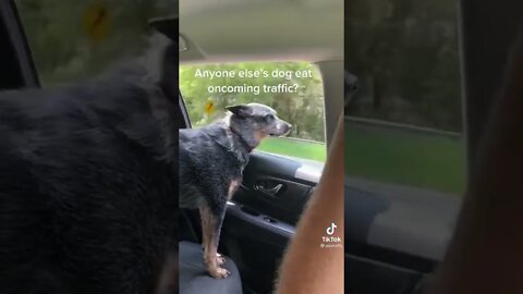 Dog eating cars