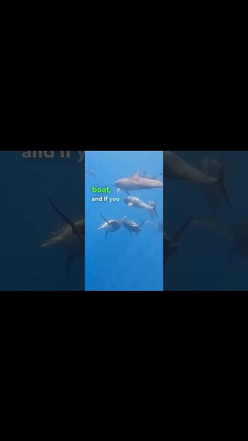 How I Swam With Wild Dolphins 🐬 #bali #dolphin #travelling #indonesia