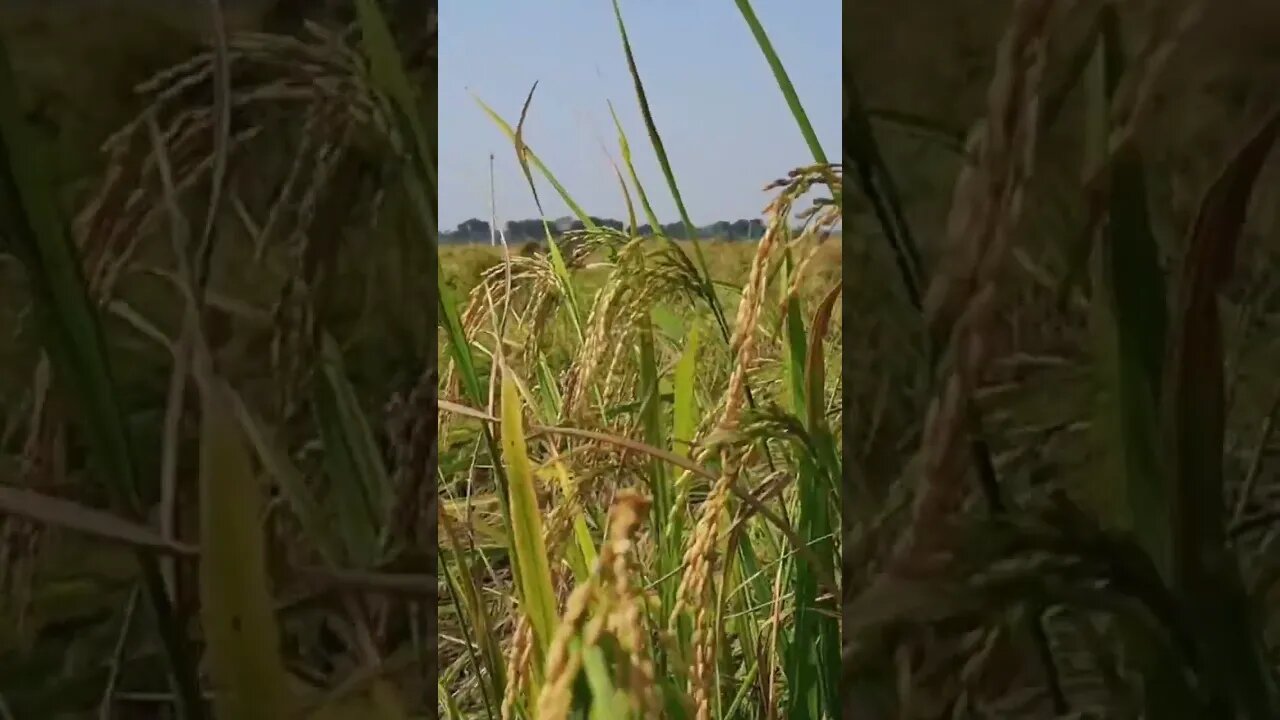 Super Rice Tree 🌴 😱 #shorts #shortsfeed