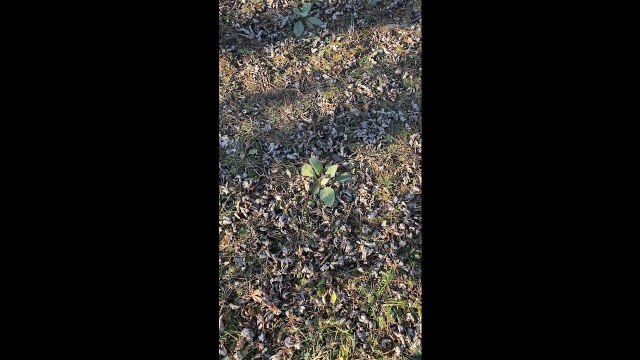 Look at the mullein in December