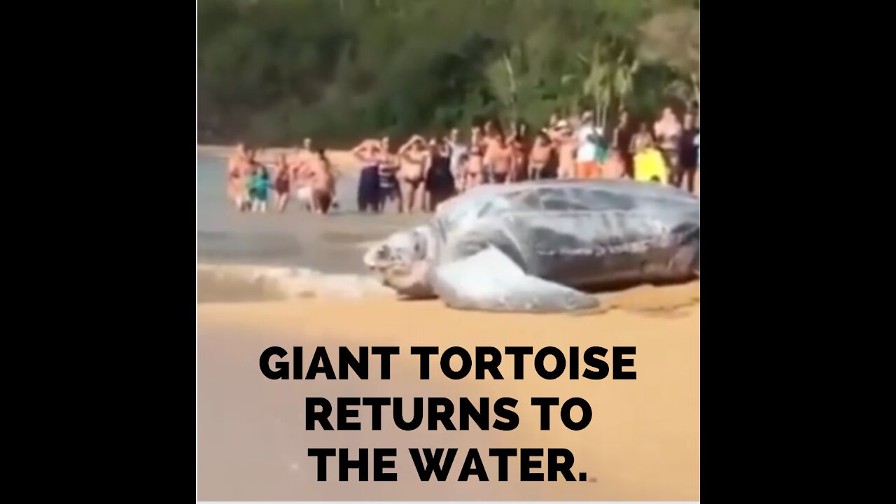 GIANT TORTOISE RETURNS TO THE WATER