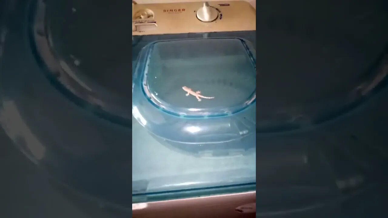 Baby Lizard on top of the washing machine.