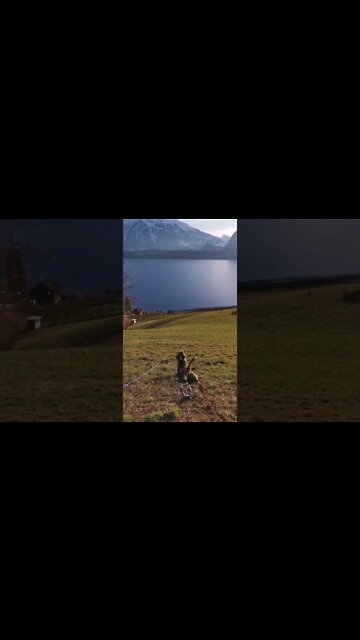 The dog is funny crawling down the Hill, amazing view in Switzerland,Lake, mountain, travelling