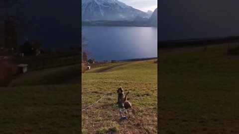 The dog is funny crawling down the Hill, amazing view in Switzerland,Lake, mountain, travelling