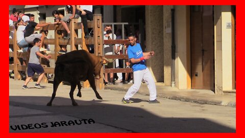 FALCES ( NAVARRA ) PRUEBA DE GANADO DEL 1º ENCIERRO ( DOMINGO 14 AGOSTO 2022 ) RETA