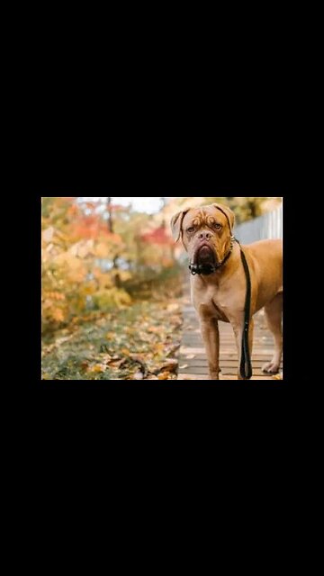 كلاب ممنوعة من دخول الإمارات .. لهذه الأسباب