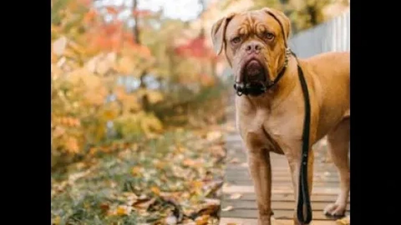كلاب ممنوعة من دخول الإمارات .. لهذه الأسباب