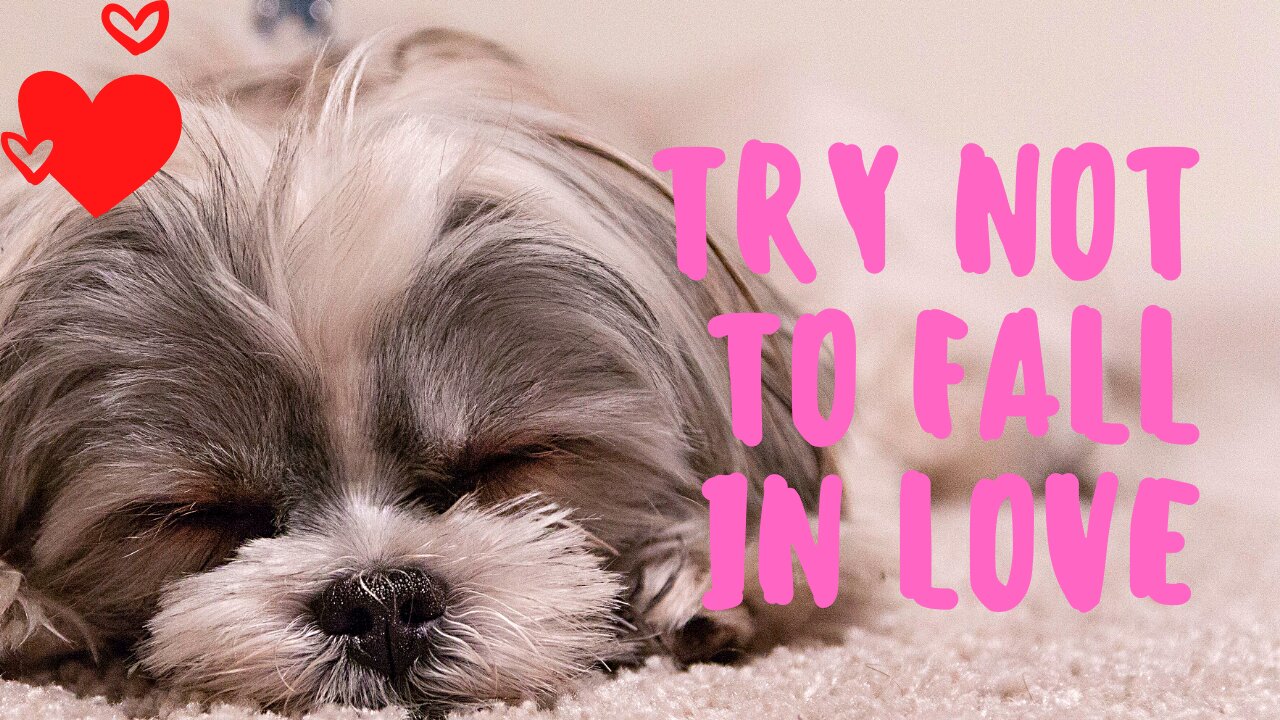 👍 Best Funny Dogs 🐶 Of The Month Try Not To Laugh Challenge