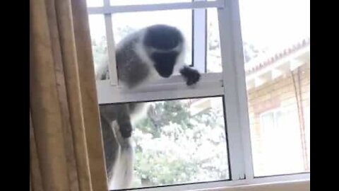 Gonflé, ce singe entre dans une maison sous le nez du propriétaire