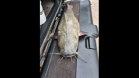 Flathead (18 lb 5oz) & a Wiper at the Inlet - St. Croix Ultralight Fishing 8/6/2024
