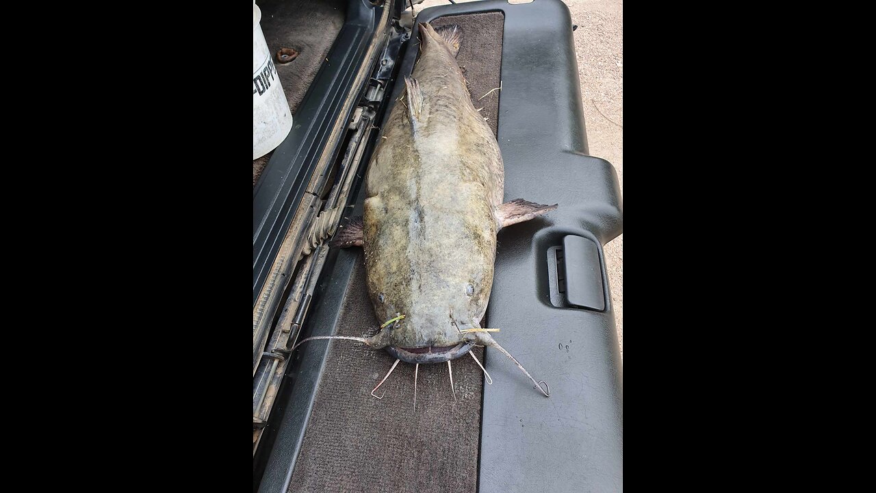 Flathead (18 lb 5oz) & a Wiper at the Inlet - St. Croix Ultralight Fishing 8/6/2024