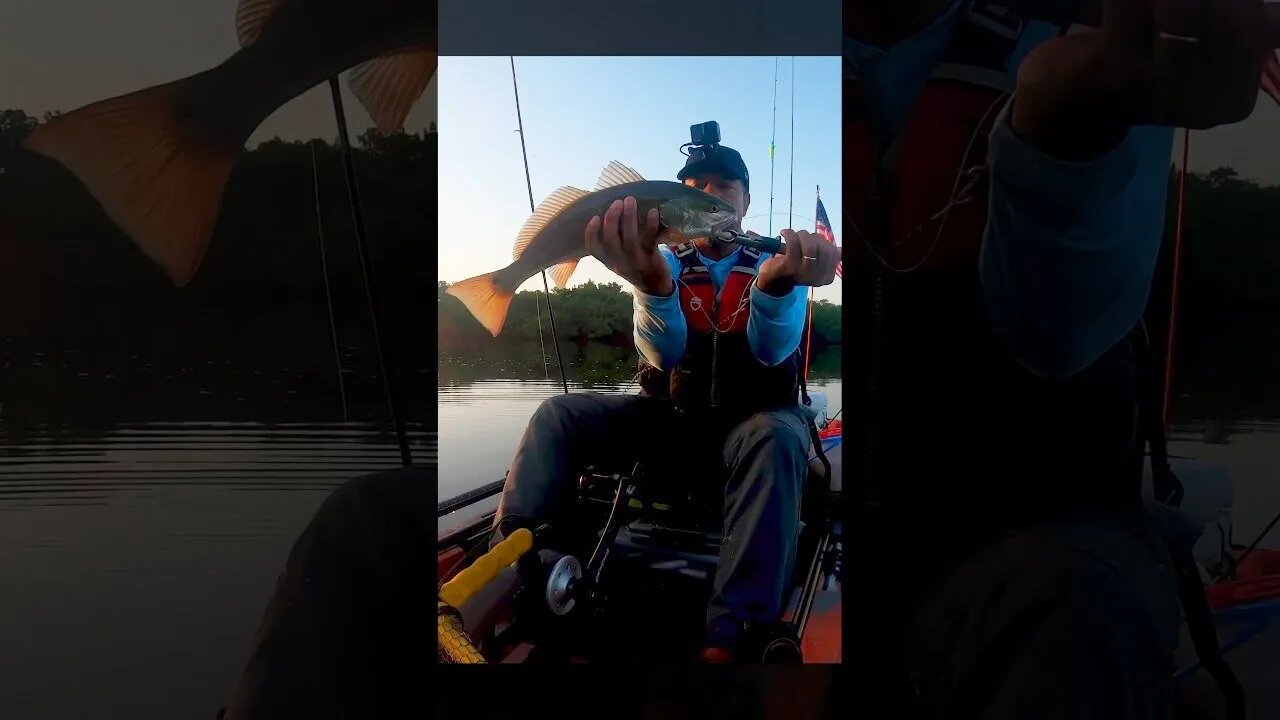 Early Morning Slot Redfish on Live Shrimp #shorts #shortvideo #redfish