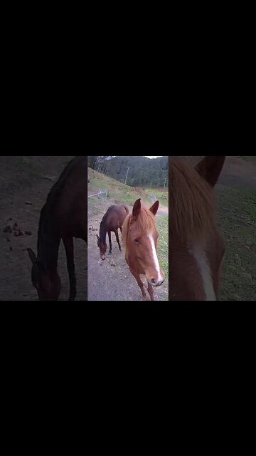 Beautiful GFHH brumbies