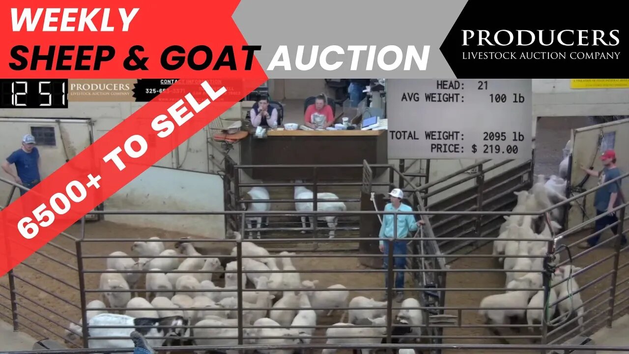 4/18/2023 - Producers Livestock Auction Company Sheep & Goat Auction