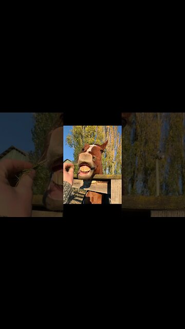 Happy Birthday Milo ❤️