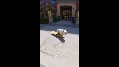 Skatedog 03