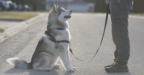 10 Basic commands every dog must learn