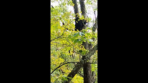 3-day Virginia Bear season