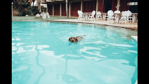 Teaching My Dogs How To Swim