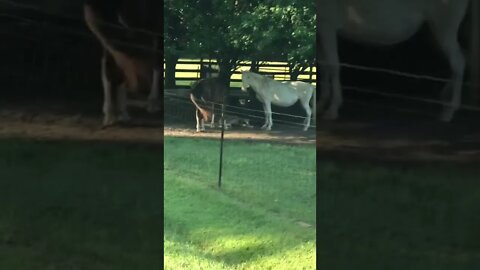 VET PETS Horses watching over sleeping colt BEAUTIFUL- Hiram GA 9-16-22