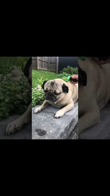 Beautiful puppy Funny puppy Cute cat lovely cat 🥰️