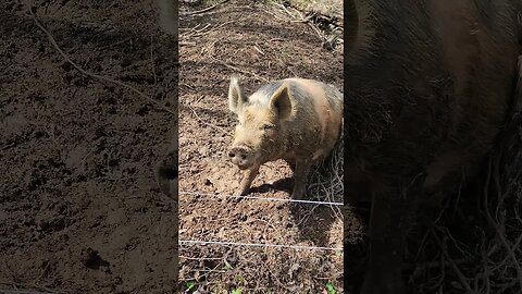 Big Muddy Pig Talking to Me @UncleTimsFarm #kärnəvór #carnivore #shorts #pigtalk