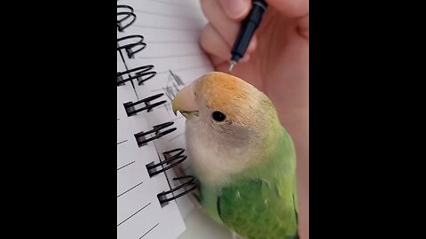 bird drawing