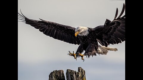 The eagle meets its demise while pursuing an octopus in the ocean.