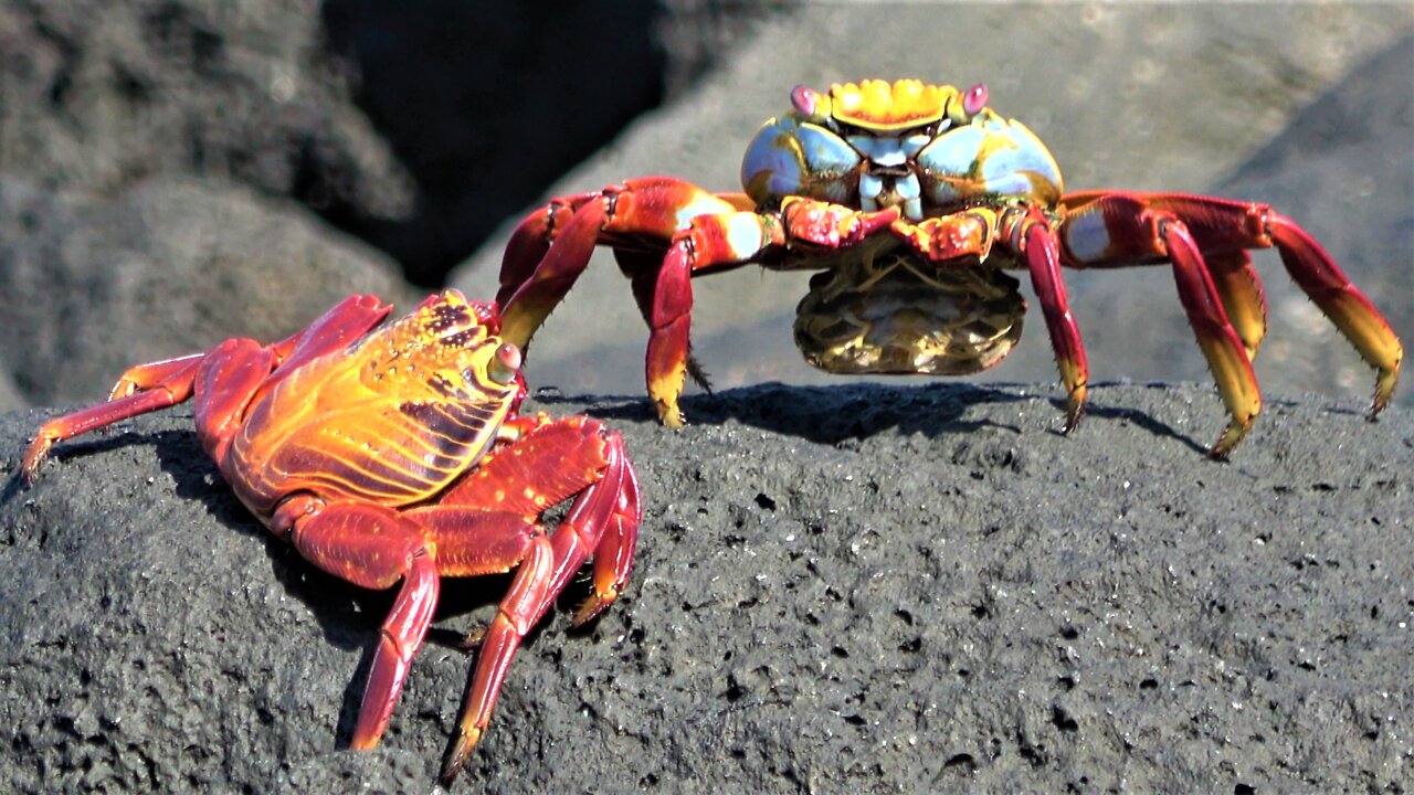 Huge, vividly colored crabs patrol the beach for algae