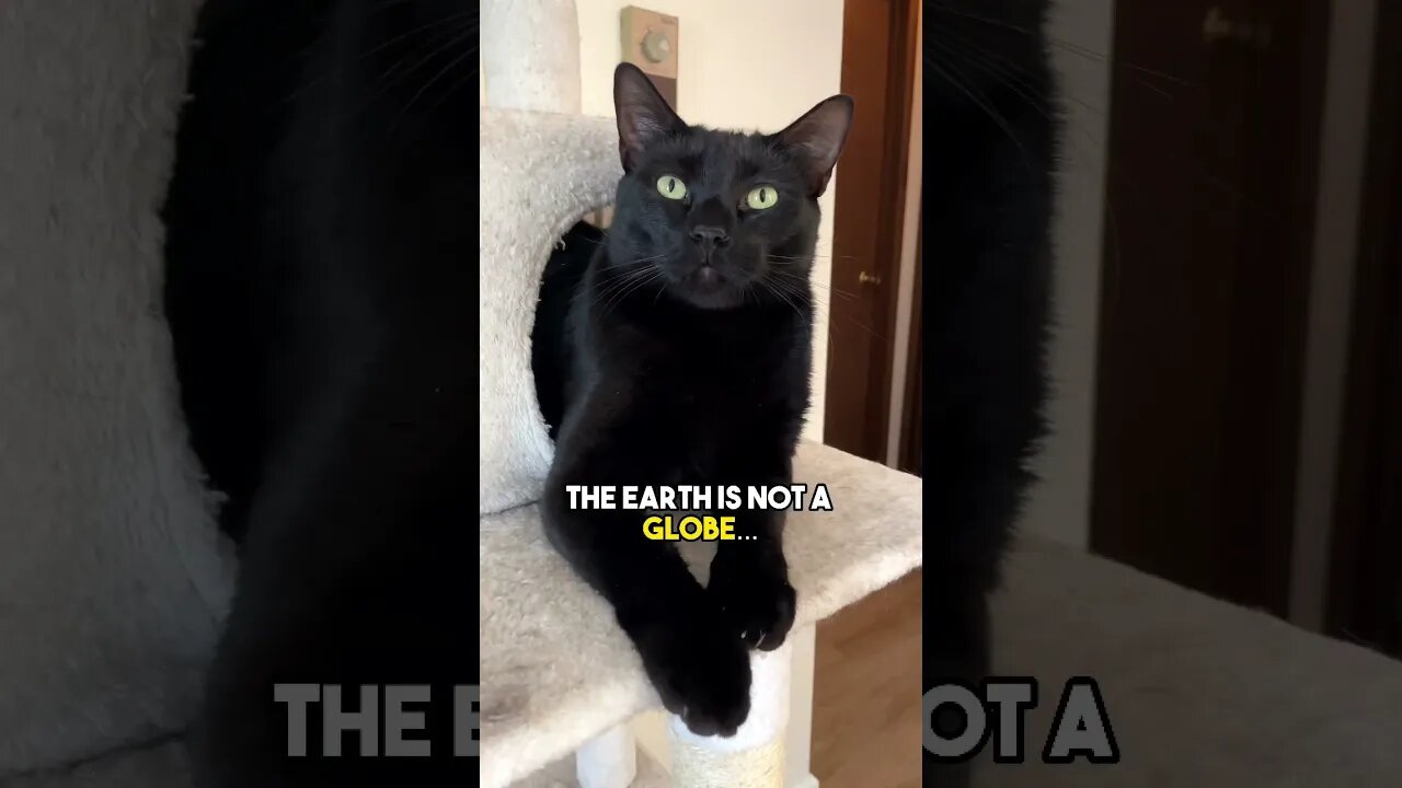 Let The Truth Out🖐🤚 #cat #blackcat #flatearth #leonthecatdad #leontcd #fearomen #conspiracy