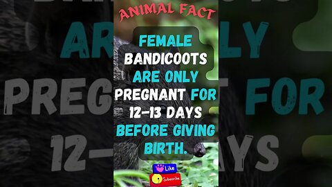 Discover Fascinating Animal Facts👀 #shorts #shortsfact #animalfacts #funfactsshorts #bandicoot