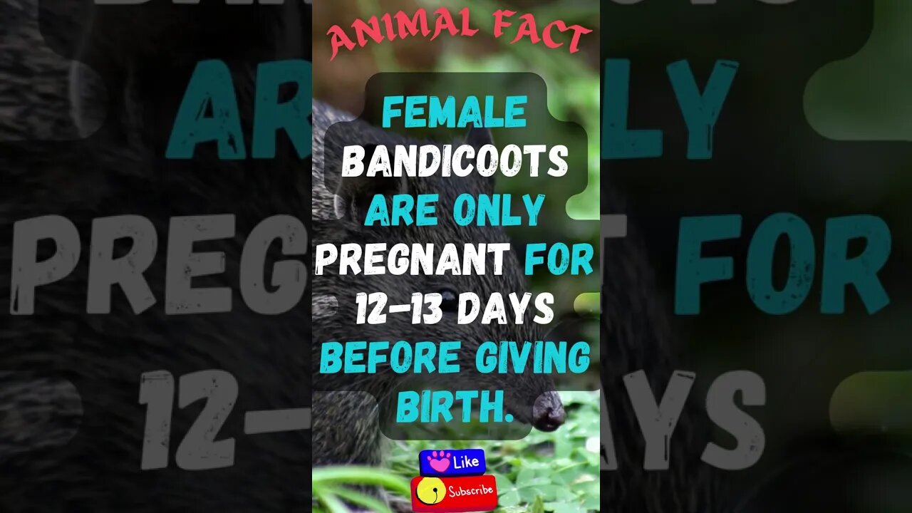 Discover Fascinating Animal Facts👀 #shorts #shortsfact #animalfacts #funfactsshorts #bandicoot