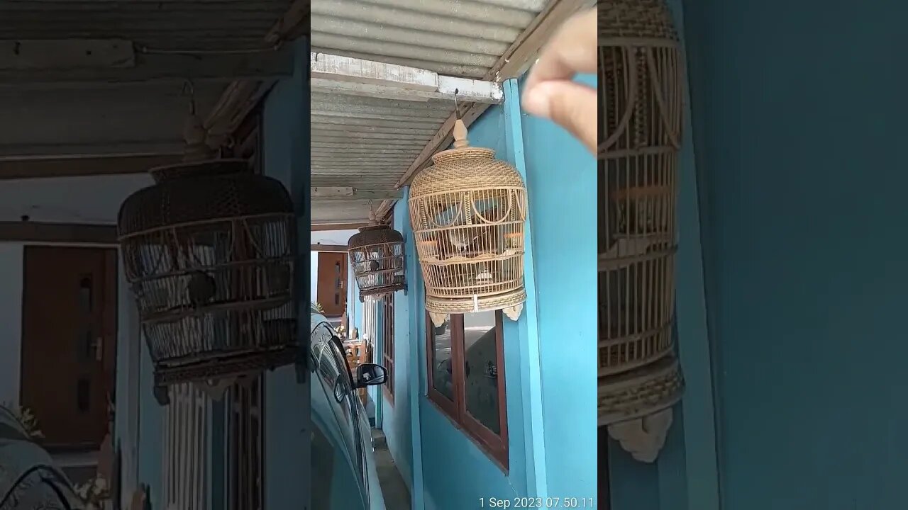 Perkutut pembawa semangat
