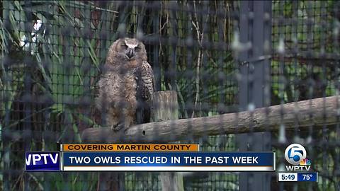 Two owls rescued in Martin County