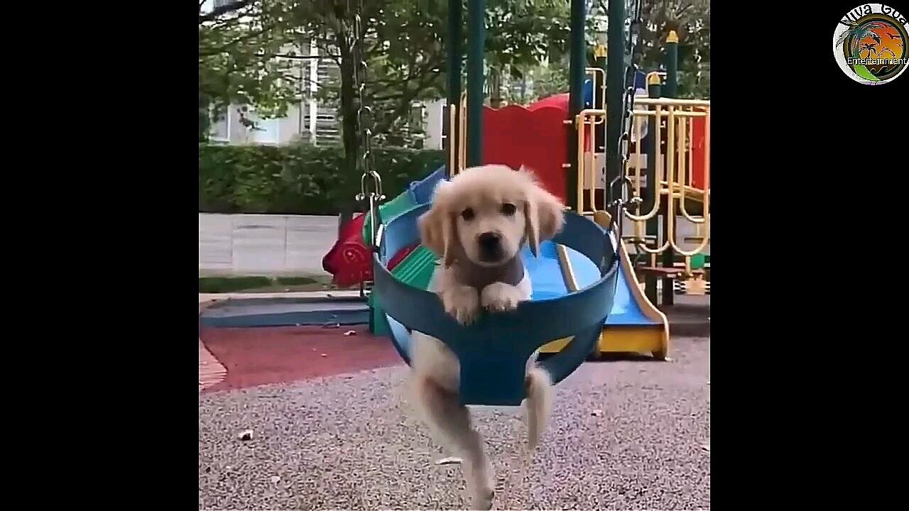 Smart and Funny Dogs