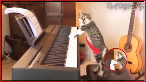 Funniest Cats 😹 - Don't try to hold back Laughter 😂 - Funny Cats Life