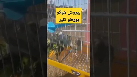 بيروش هوكو بورطو كلير