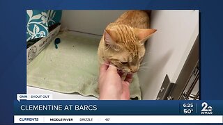 Good Morning to BARCS!