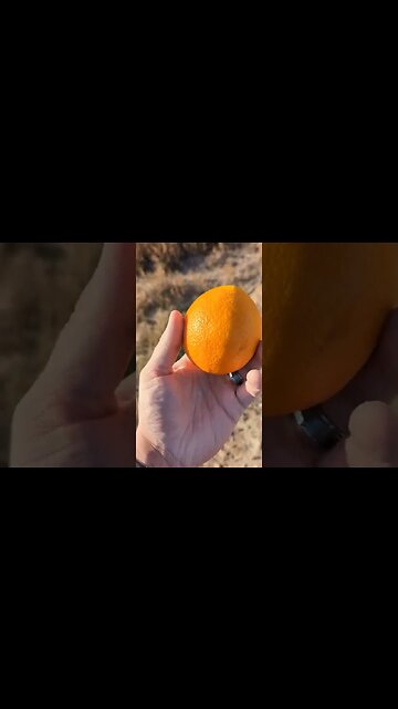 357 Magnum vs Fruit