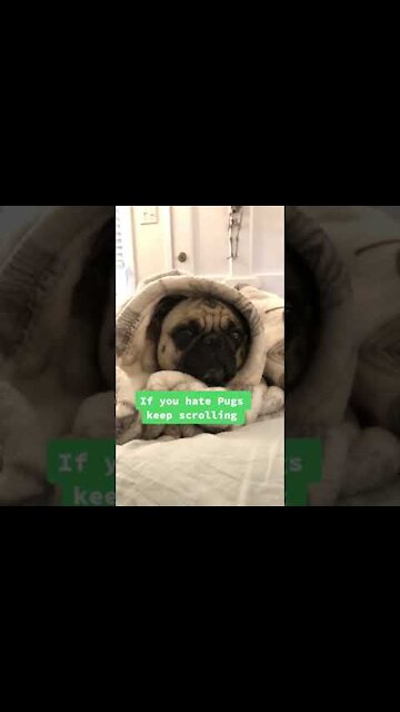 This is the cutest video you will see today. ❤️️🥰️🐶