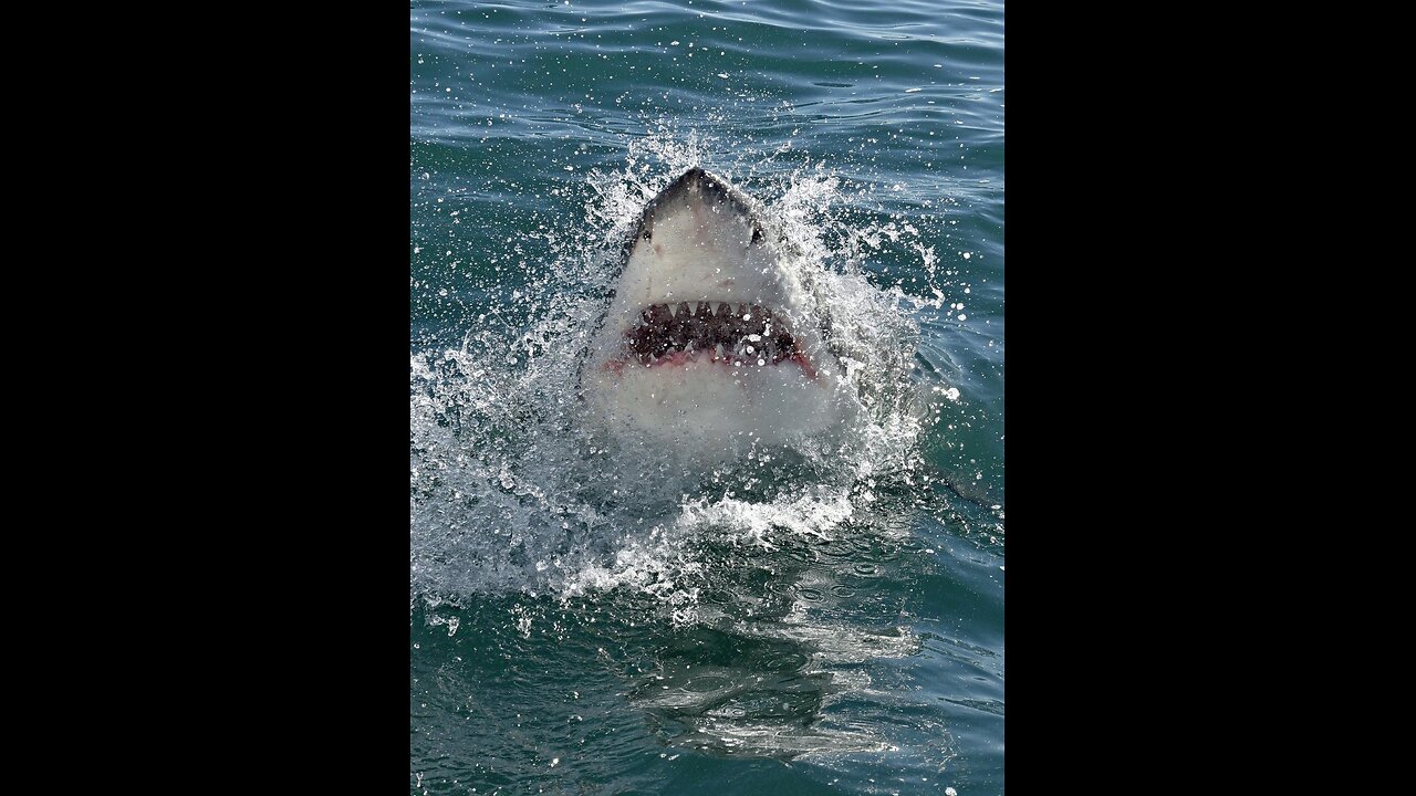 Great White Shark Dragged Onto Beach With Victim