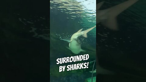 Shark Encounter at SeaWorld San Diego #seaworldsandiego #sharks #seaworld