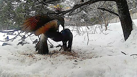 Based Northern Flicker Deals With An Invasive Starling