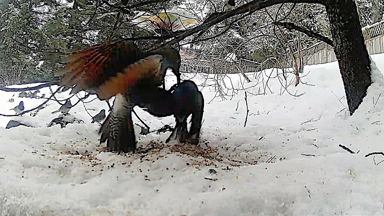 Based Northern Flicker Deals With An Invasive Starling