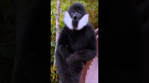 Monkey Sound 🐵🙀😅🐒 #rumble